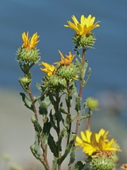Grindelia stricta angustifolia