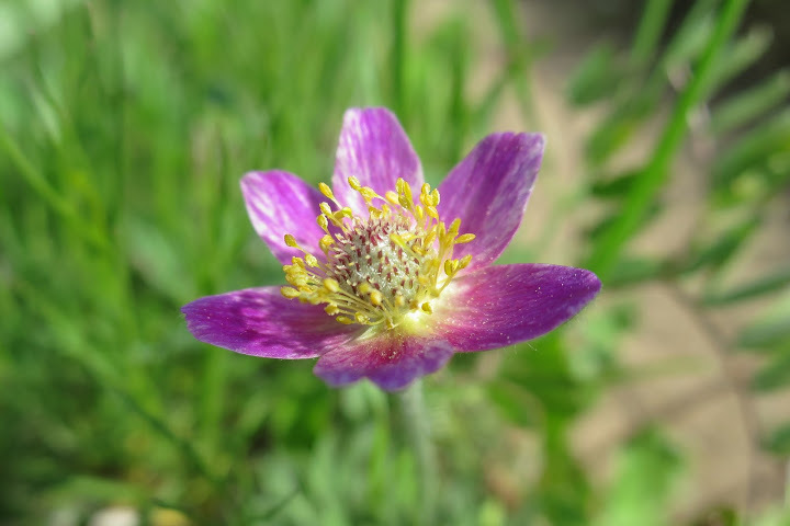 Anemone multifida var. tetonensis