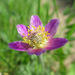 Anemone tetonensis - Photo no hay derechos reservados, subido por glac_citizen_science