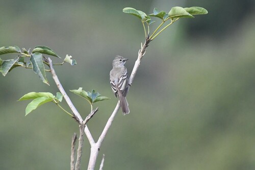 Parana-elenia (Elaenia sordida)