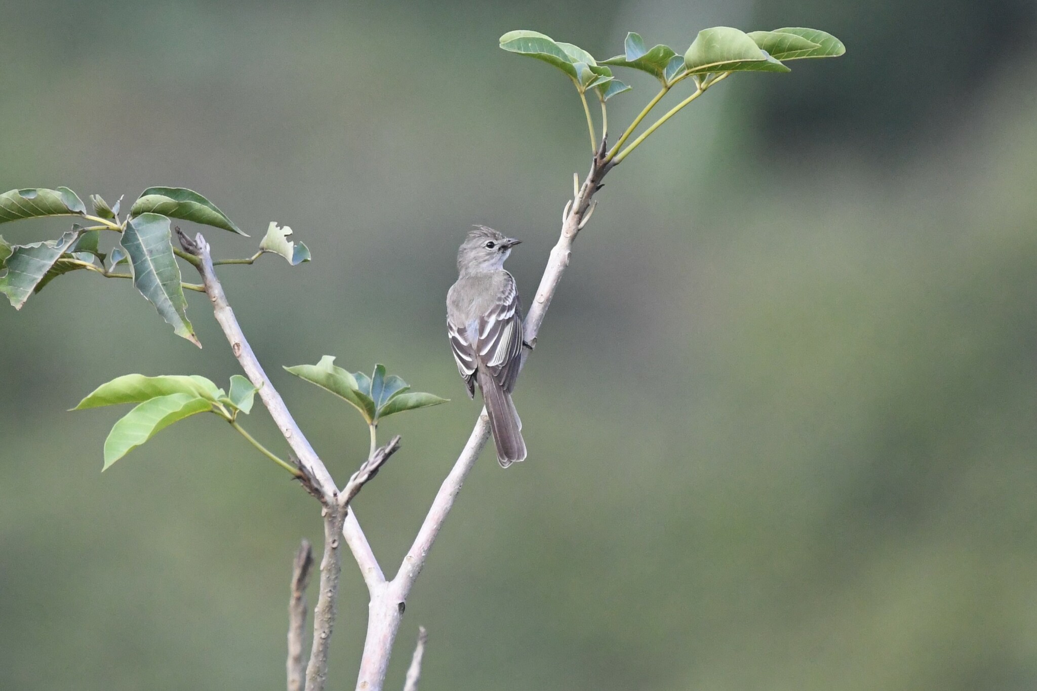 Small-headed Elaenia (Elaenia sordida)
