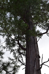 Calocedrus decurrens