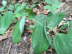 Polygonatum biflorum