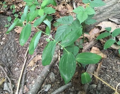 Polygonatum biflorum