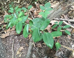 Polygonatum biflorum
