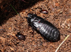 Panesthiinae