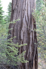 Calocedrus decurrens