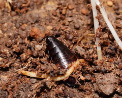 Panesthiinae