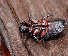 Panesthiinae