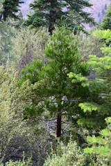 Calocedrus decurrens