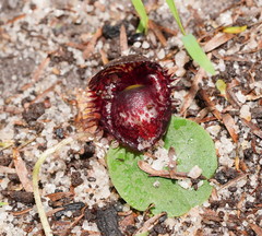 Corybas fimbriatus