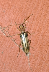 Ortholeptura valida