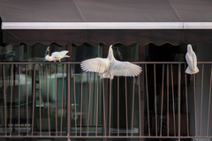 Cacatua