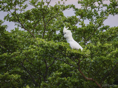 Cacatua goffiniana × Cacatua sulphurea