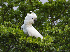 Cacatua