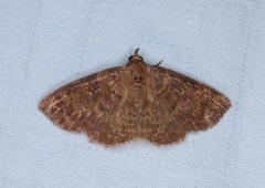 Sarobides inconclusa