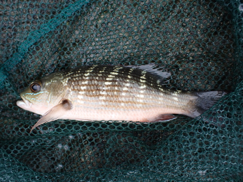 Mullet snapper (Lutjanus aratus) — Lutjanidae — 2