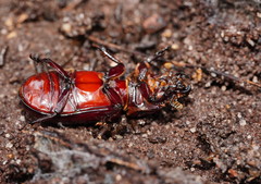 Aulacocyclus edentulus