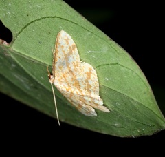Synegia eumeleata
