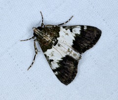 Teliphasa albifusa