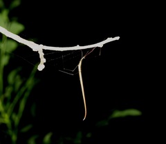 Ariamnes cylindrogaster