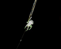 Bijoaraneus mitificus