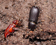 Aulacocyclus edentulus