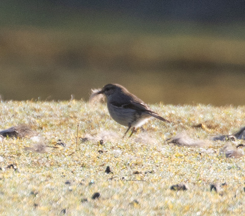 Dusky Robin (Melanodryas vittata), photo 10