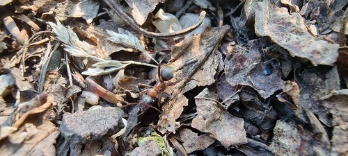 Red-barbed Ant, Molenhoek, Netherlands, photo 8 of 10