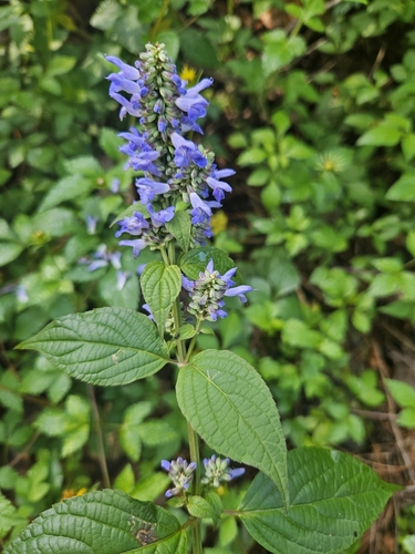 Image of Salvia polystachia by (c) Francisco Emilio Roldán Velasco, some rights reserved (CC BY)