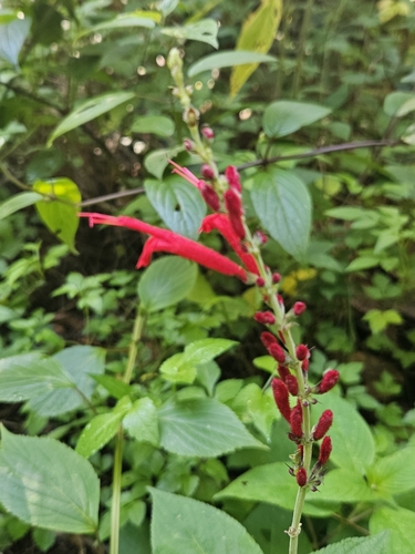 Image of Salvia cinnabarina by (c) Francisco Emilio Roldán Velasco, some rights reserved (CC BY)