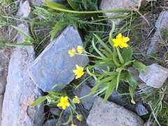 Ranunculus alismifolius