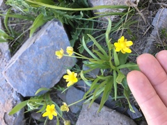 Ranunculus alismifolius