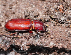 Aulacocyclus edentulus