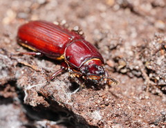 Aulacocyclus edentulus