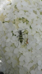 Chlorophorus herbstii