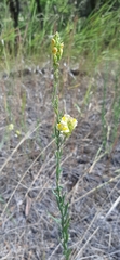Linaria