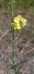 Linaria