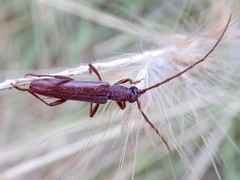 Aneflomorpha lineare