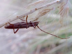 Aneflomorpha lineare