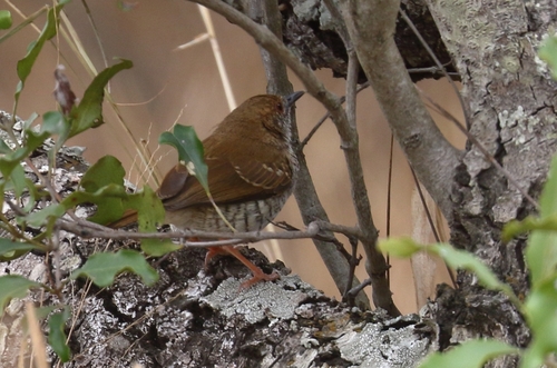 Stierling's Wren-Warbler (Calamonastes stierlingi), photo 7