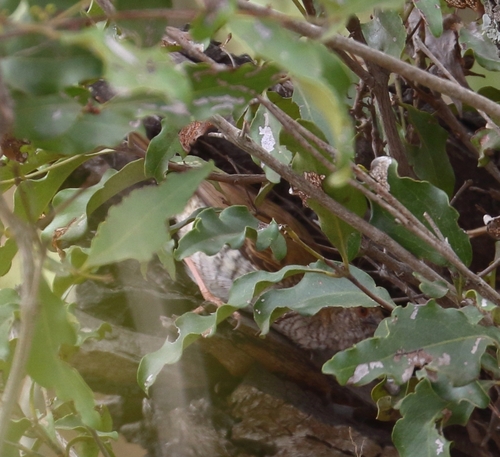 Stierling's Wren-Warbler (Calamonastes stierlingi), photo 8
