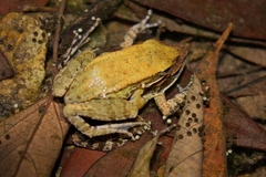 Broad-Folded Frog photo 3