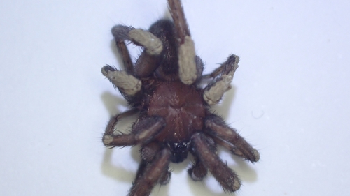 Nemesia ungoliant
