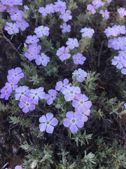 Phlox douglasii