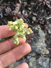 Sedum oregonense