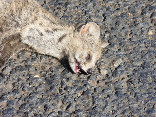 Small Indian Civet
