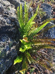 Polystichum imbricans imbricans