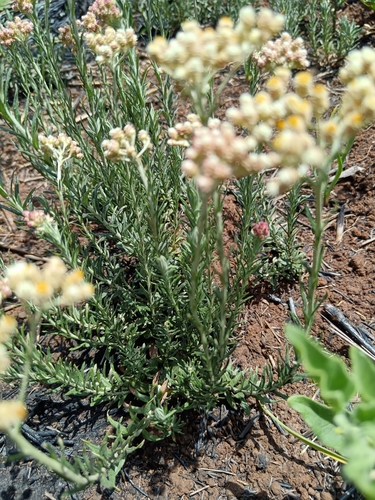 Image of Helichrysum rugulosum by (c) Hildegard Klein, some rights reserved (CC BY)