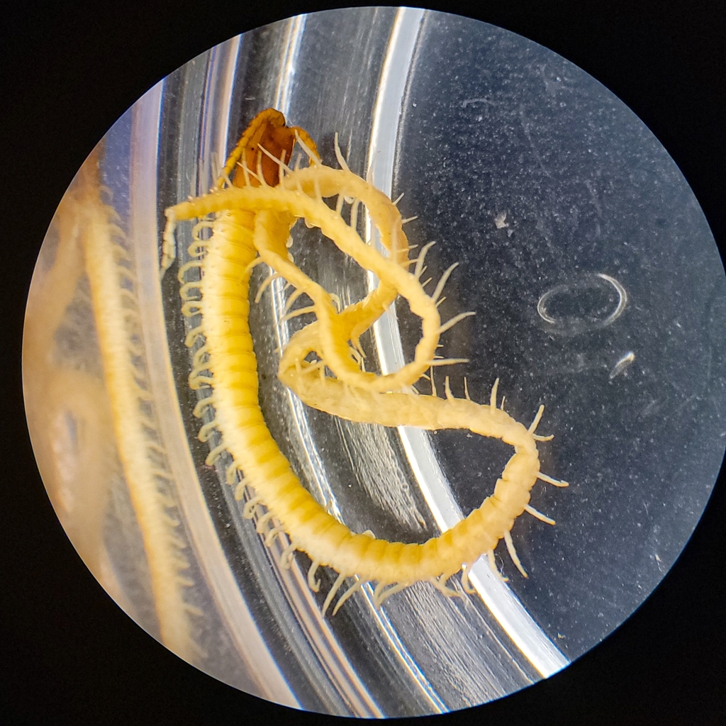 Taiyuna occidentalis